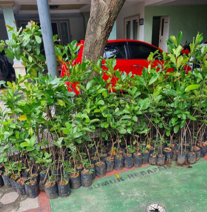 PPP Kota Depok telah menyiapkan 100 bibit pohon yang siap ditanam sebagai langkah awal menuju target 1.000 pohon pada Rabu (31/12).